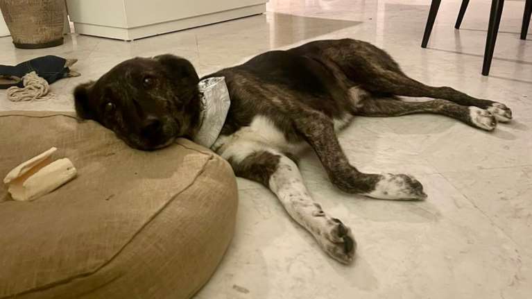 Η ιστορία του Φούτη: Του &#39;χει λείψει τόσο το ραχάτι που την περισσότερη ημέρα είναι ξαπλωμένος