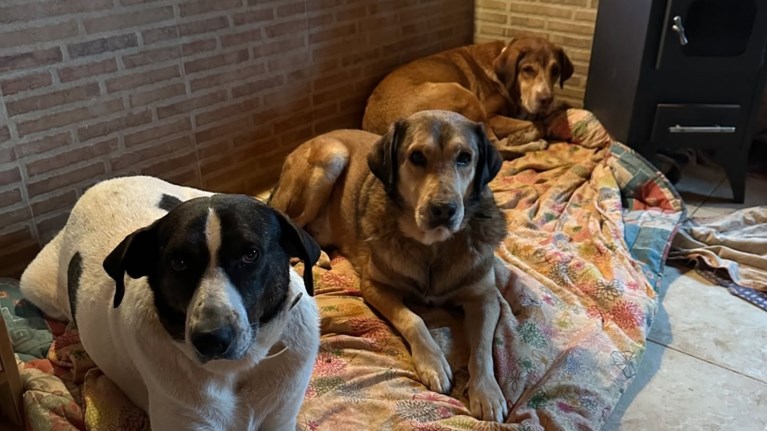 Dogs' Voice