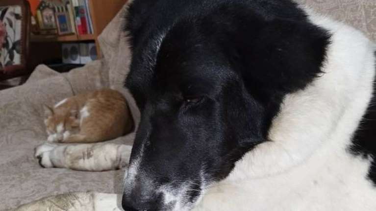 Πάτρα: Στον ανακριτή ο 70χρονος που έσερνε σκυλίτσα με το ΙΧ του - Σε καλύτερη κατάσταση το κατοικίδιο