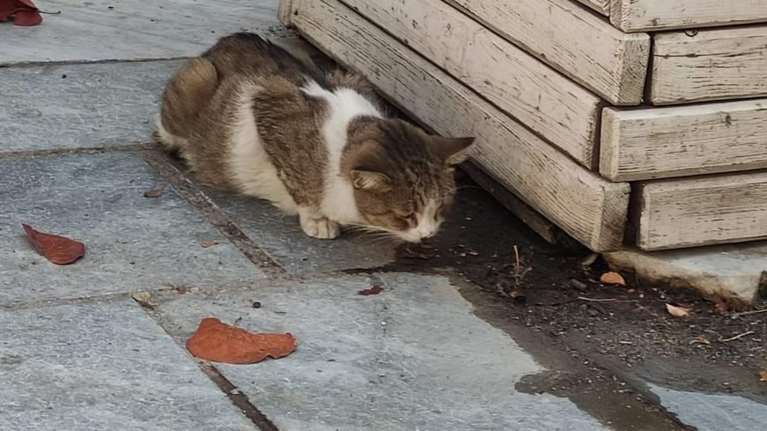 &quot;Εκεί μπροστά τους πέθαινες... Και κείνοι περνούσαν από δίπλα σου&quot; - Η συγκλονιστική ανάρτηση για τη γάτα στο Θησείο