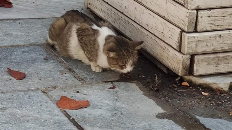ελεν