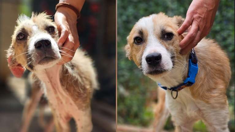 Σώστε ένα αδεσποτάκι: Ο Αυγουστής... ένα μήνα μετά