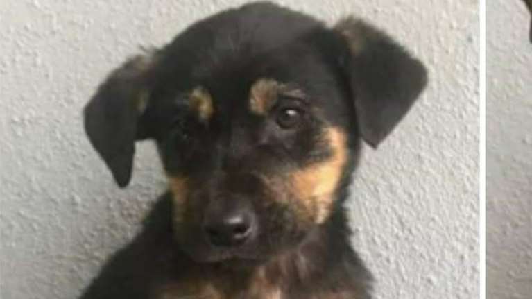 Ξάνθη: Ούτε ένα, ούτε δύο,πέταξαν στο δρόμο σε μια εβδομάδα  50 σκυλιά