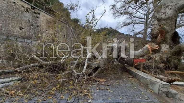 Κατέρρευσε τμήμα του ιστορικού πλάτανου στο Κράσι Ηρακλείου - Δέντρο ηλικίας άνω των 1.000 ετών [εικόνες]