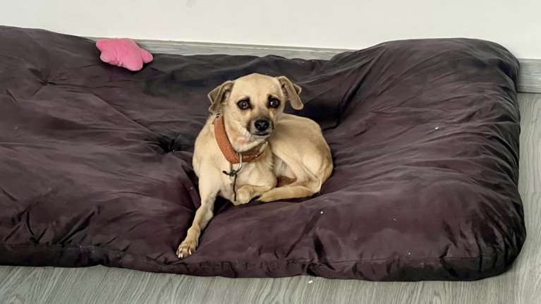 Η Μαργαρίτα σώθηκε μετά από επιχείρηση σε καταυλισμό στο Κορωπί: Τα πρώτα της βήματα στην ασφάλεια και την αγάπη