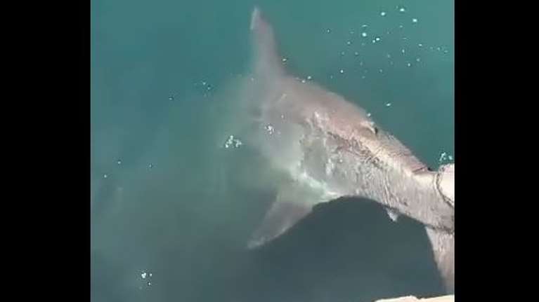 Καρχαριοειδές εγκλωβίστηκε σε αγωγό στο λιμάνι του Βόλου [βίντεο]