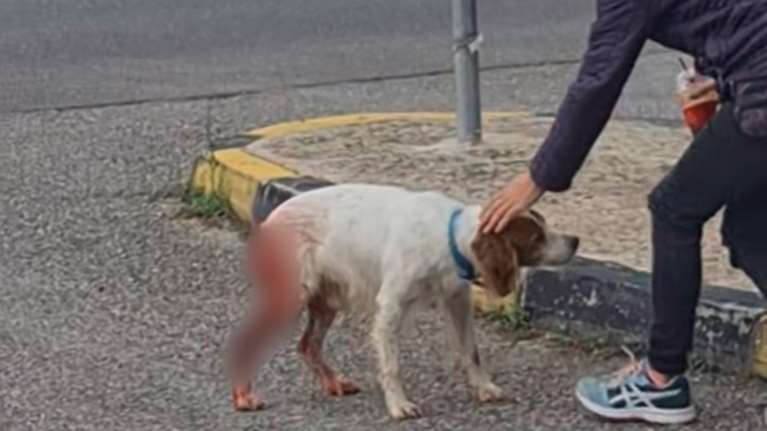 Μάχη για τη ζωή του δίνει σκύλος που κακοποιήθηκε βάναυσα στην Ηλεία