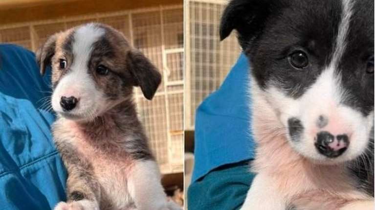 Πάμε όλοι μαζί να βοηθήσουμε την Αννούλα και τον Ρούμι να σπιτονοικοκυρευτούν