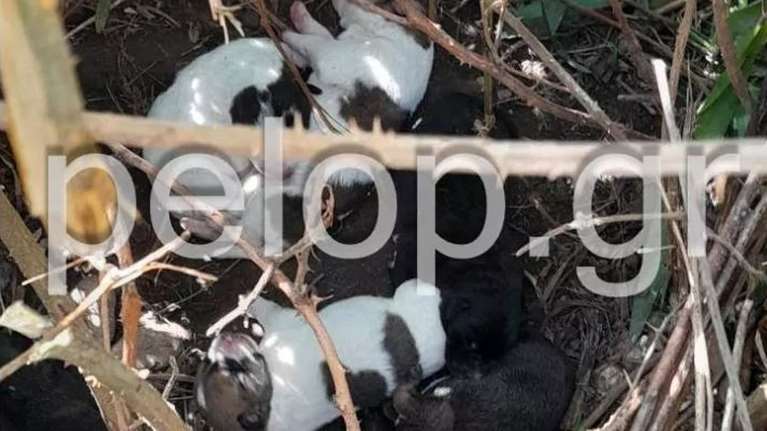 Πάτρα: Βασάνισαν ανελέητα έγκυο σκυλίτσα για να μην γεννήσει - Τα κουταβάκια της όπως και εκείνη τα κατάφεραν