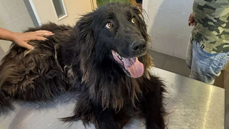 Αυτό το όμορφο εξάχρονο κορίτσι βρέθηκε στην πλαγιά ενός λόφου με τα κουτάβια της και περιμένει εδώ και χρόνια