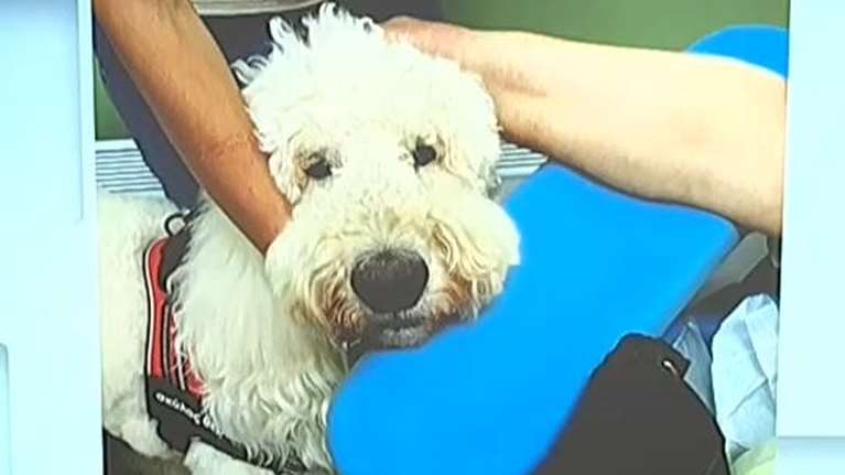 Νοσοκομείο Μεταξά: Σκύλοι θεραπείας ανακουφίζουν τους ογκολογικούς ασθενείς - Οι επιδράσεις της παρέμβασής τους