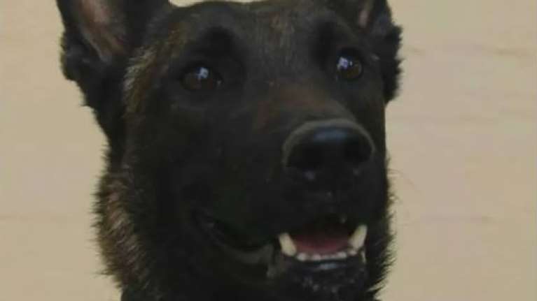 Μεσολόγγι: Ο Echo βραβεύεται από τη Φιλοζωική Εταιρεία για τον εντοπισμό του Μπάμπη - Κείμενο-ύμνος για τα σκυλιά