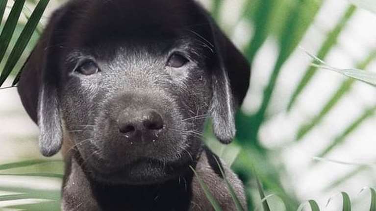 Lara Guide: Θέλεις να είσαι εσύ αυτός που θα μεγαλώσει έναν από τους επόμενους σκύλους οδηγούς;