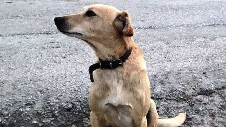 Κρήτη: Πυροβόλησαν και σκότωσαν σκύλο έξω από το σπίτι του - Θρήνος για τον 9χρονο &quot;Ρόκκο&quot;