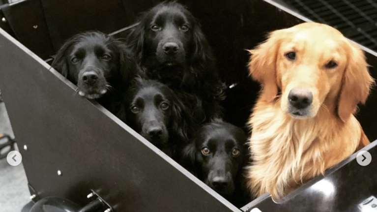 Έφηβοι σκύλοι; Κι όμως οι σκύλοι περνούν την εφηβεία, λένε οι επιστήμονες