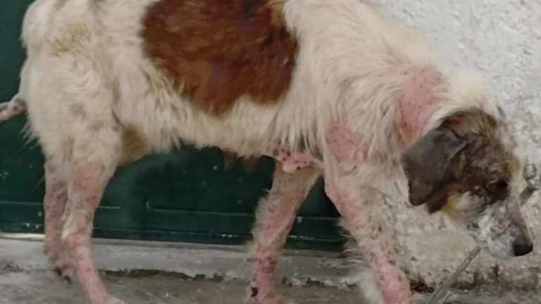 Μπορείς να της αλλάξεις τη ζωή;  Η σκυλίτσα κουβαλά στο σώμα της παραμέληση και σκληρή μεταχείριση