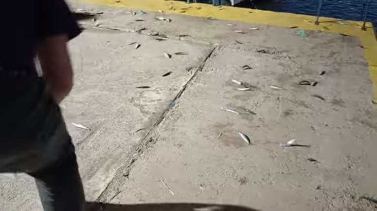 Παράδοξο φαινόμενο στη Χαλκίδα: Εκατοντάδες ψάρια βγήκαν στην στεριά μετά από &quot;τρελό&quot; σπαρτάρισμα [βίντεο]