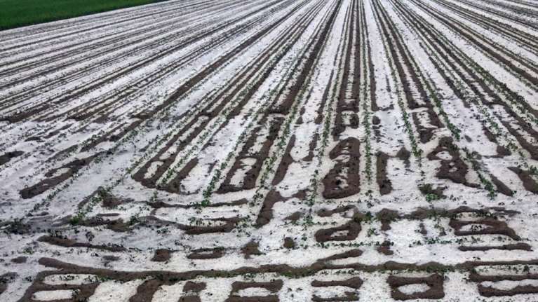 Καβάλα: Ολική καταστροφή σε καλλιέργειες από το χαλάζι - Σε απόγνωση οι αγρότες [εικόνες]