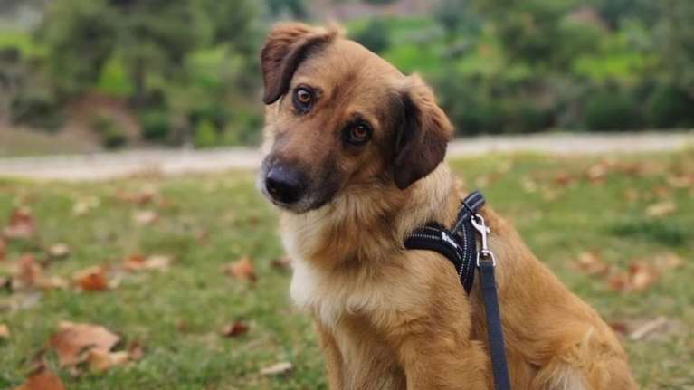 Σώστε ένα αδεσποτάκι: Ο Αλφι - Μια φορά και έναν καιρό, ήταν ένας Γερμανικός Ποιμενικός που ερωτεύτηκε σφόδρα ένα Κοκόνι