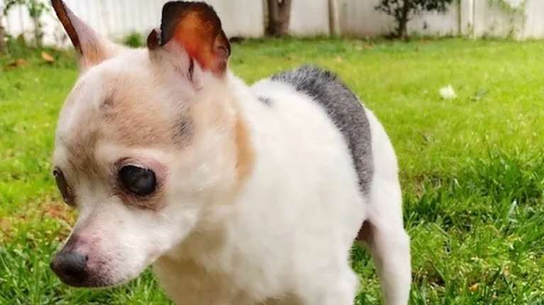 Πέθανε η γηραιότερη σκυλίτσα στον κόσμο: Η Πεμπλς ήταν 22 ετών