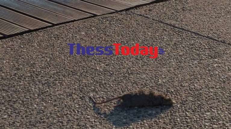 Φρικιαστικό θέαμα στη Θεσσαλονίκη: Γέμισε νεκρά ποντίκια ο Θερμαϊκός [Εικόνες]