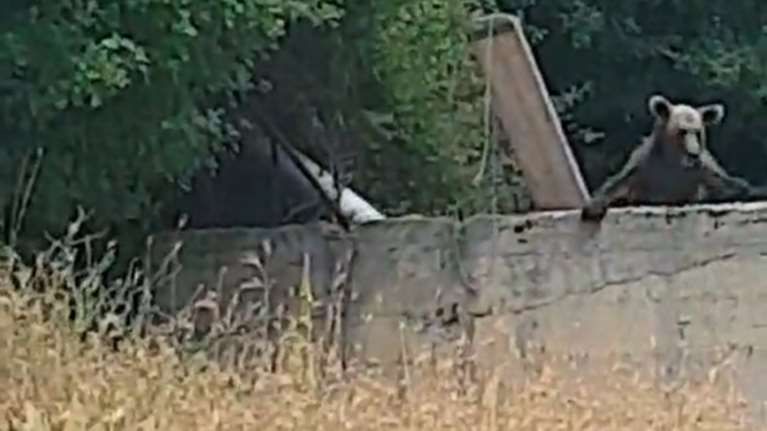 Ζίτσα: Νεαρή αρκούδα έπεσε σε γεμάτη δεξαμενή νερού - Μεγάλη επιχείρηση για τον απεγκλωβισμό της [φωτογραφίες]