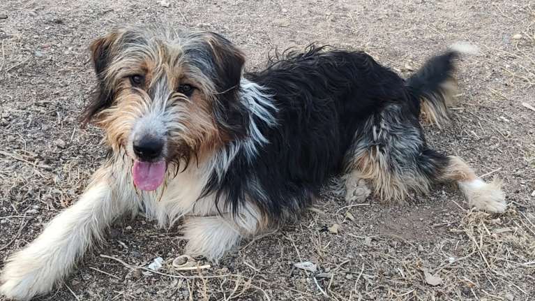 Το διανοήστε; Αυτόν τον τερριεδάκο τον παράτησαν στον δρόμο - Τον είδαν τα &quot;Φαντάσματα&quot; να ζει &quot;μπερδεμένος&quot; σε χωράφι