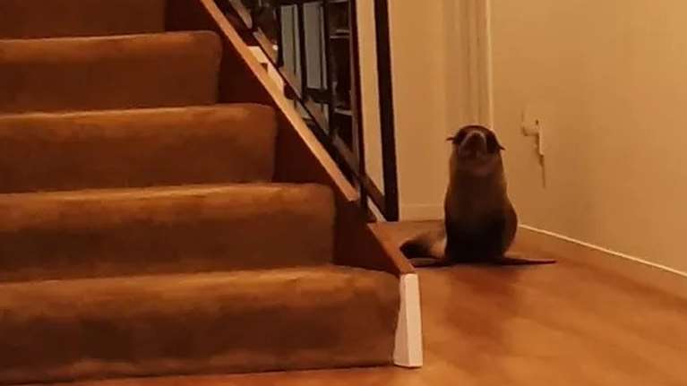 Φώκια με... τσαμπουκά στη Ν. Ζηλανδία: Μπήκε σπίτι, τρομοκράτησε τη γάτα και άραξε στον καναπέ [βίντεο]