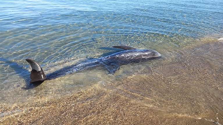 Κέρκυρα: Νεκρά δελφίνια στην παραλία της Αχαράβης