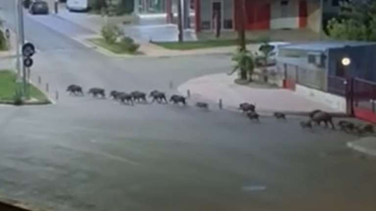 Παρέλαση... 20 αγριογούρουνων στη Λιβαδειά [βίντεο]