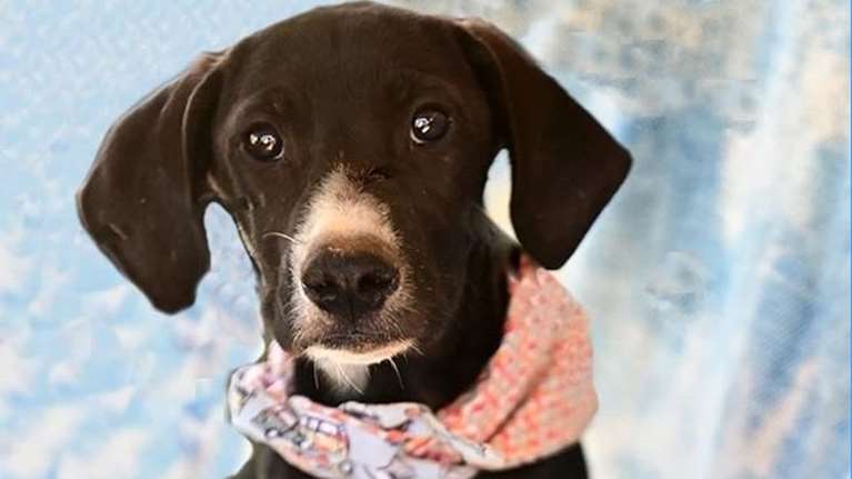 Δυο μικρές αδέσποτες αδερφούλες αγωνίζονται να σωθούν στον Μαραθώνα