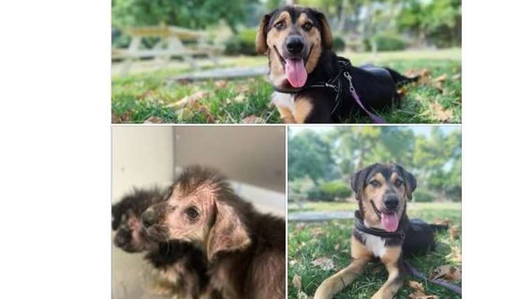 Ο Μπάτον έμεινε μόνος πίσω στο καταφύγιο χωρίς τον αδερφό του το Μπένζαμιν που βρήκε το δικό του σπίτι