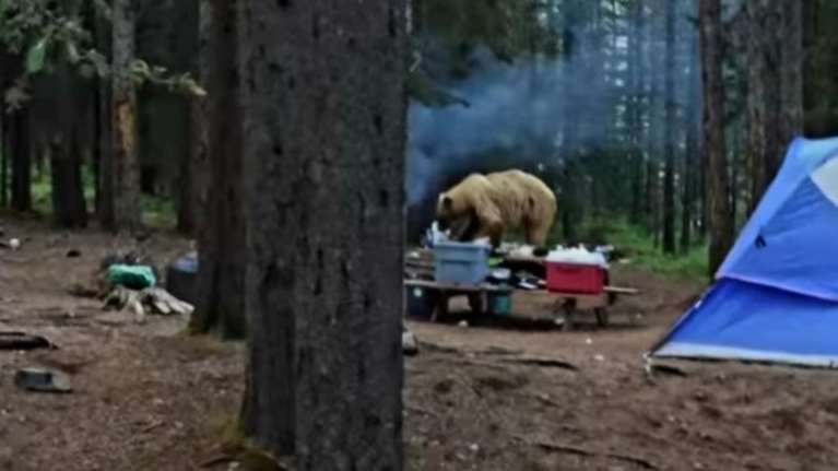 &quot;Επίσκεψη&quot; αρκούδας σε οικογένεια κατασκηνωτών στη Βάλια Κάλντα