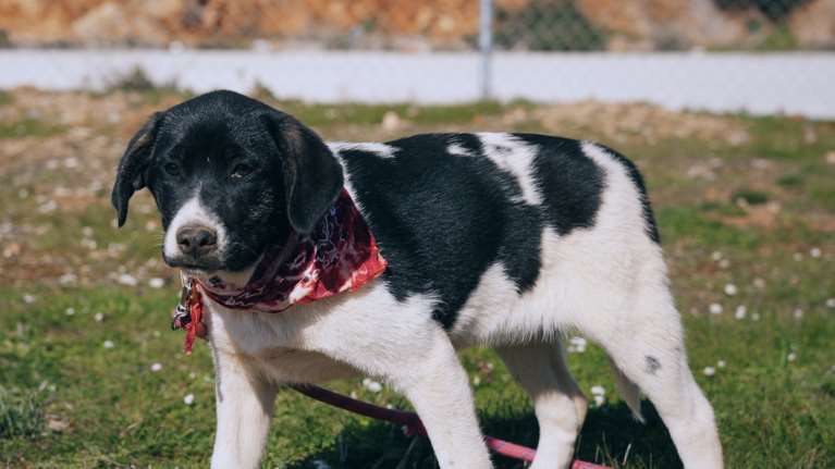 Η πιο όμορφη μικρή του Μαραθώνα είναι "ελληνικός ποιμενικός με περικεφαλαία", μόλις 3,5 μηνών