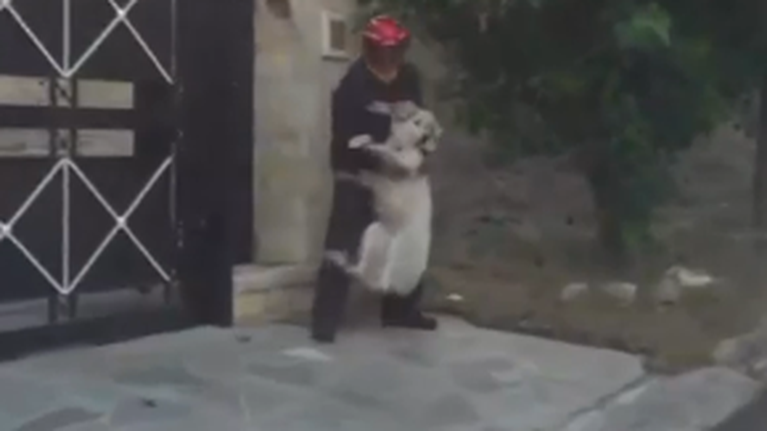 Φωτιά στην Πεντέλη: Η συγκλονιστική στιγμή που εθελοντής σώζει σκύλο πηδώντας φράχτη [Βίντεο]