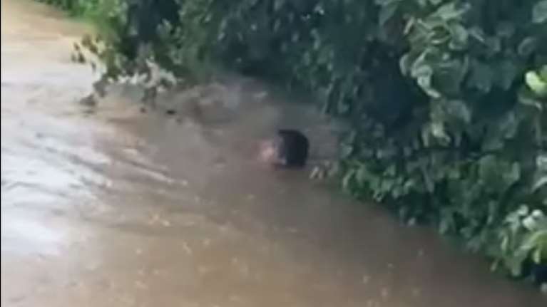 Κακοκαιρία Daniel: Ο δήμαρχος Σκιάθου βουτάει στα λασπόνερα για να σώσει την αδερφή του - Συγκλονιστικό βίντεο