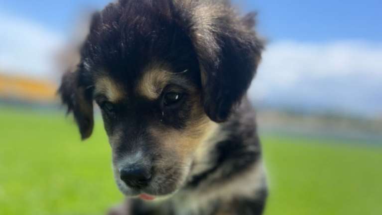 ΑΕΚ: Ο Ματίας Αλμέιδα μάζεψε αδέσποτο σκυλάκι και πλέον γίνεται μόνιμος κάτοικος Σπάτων