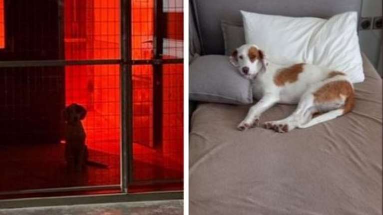 Κοιτούσε μέσα από το κλουβί, περιμένοντας κάτι που δεν ήξερε τι ήταν: Πλέον έχει όλη τη ζωή για να ξεχάσει