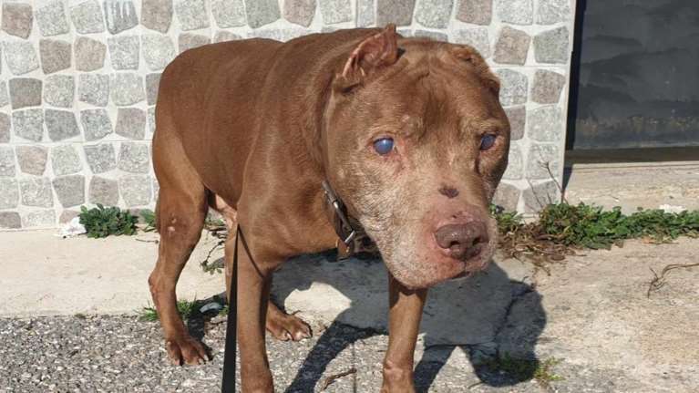 Θα σας πούμε αυτά που ξέρουμε για τον Ζόλτι...  Τα μάτια του θόλωσαν και δεν βλέπουν... Τα κατακρεουργημένα αυτιά του δεν ακούν