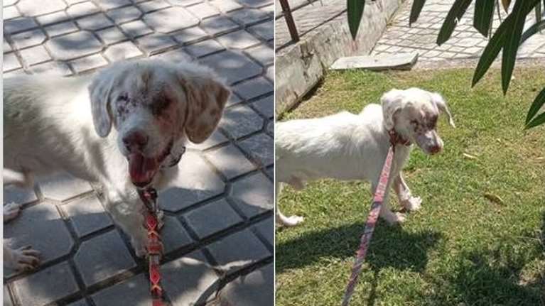 Ο Ρήγας περιφερόταν σε τραγικά άθλια κατάσταση - Εχει χάσει την όρασή του, λειτουργεί άψογα και προσαρμόζεται ανετότατα