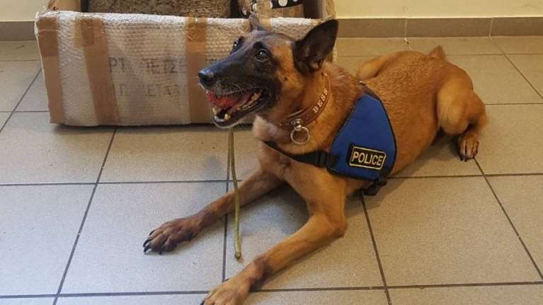 Μίνι: Ο αστυνομικός σκύλος του Κιλκίς που βρήκε κάνναβη 37 κιλών σε αυτοκίνητο