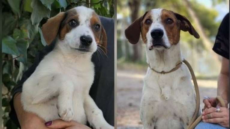 Ο Μπράιαν είναι ο σκύλος που ελάχιστα του προσφέρθηκαν, και με αυτά τα ελάχιστα πορεύτηκε - Είναι υπέροχο σκυλί