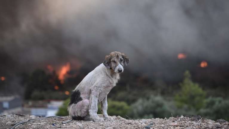 Viral η φωτογραφία του σκύλου μπροστά από τα καμένα στη Μαγούλα - Ταλαιπωρημένος και θλιμμένος δίπλα σε γκρεμό