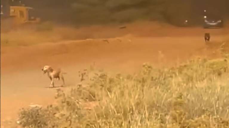 Τεράστια προσπάθεια για να μην καεί το δημοτικό κυνοκομείο Χαλκίδας - Σκύλοι έτρεχαν να σωθούν από τη φωτιά