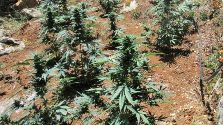 Επιχείρηση της ΕΛΑΣ στον Μυλοπόταμο: Βρήκαν οχτώ χασισοφυτείες - Άφαντοι οι δράστες
