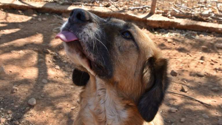 Η Γκάμπυ είναι ο τύπος του σκύλου που θα μπορούσε να σου φτιάχνει τις Δευτέρες, τις Τρίτες και όλες τις ημέρες της εβδομάδας