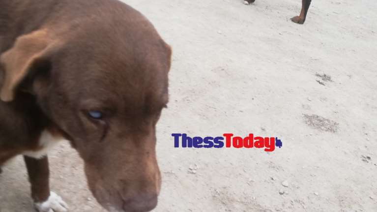 Επικήρυξαν με 1.500 ευρώ τον &quot;άνθρωπο&quot; που δηλητηρίασε με φόλα την τυφλή σκυλίτσα στη Νάουσα