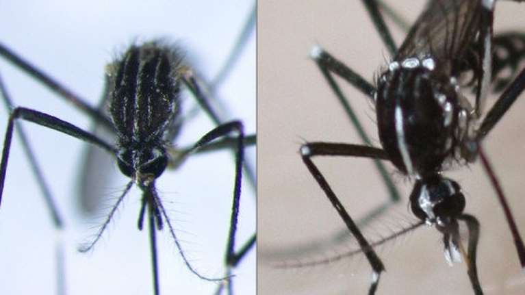 Ανησυχία για κορεάτικο κουνούπι ανθεκτικό στο κρύο - Θα μπορούσε να "αποικίσει" την Ελλάδα