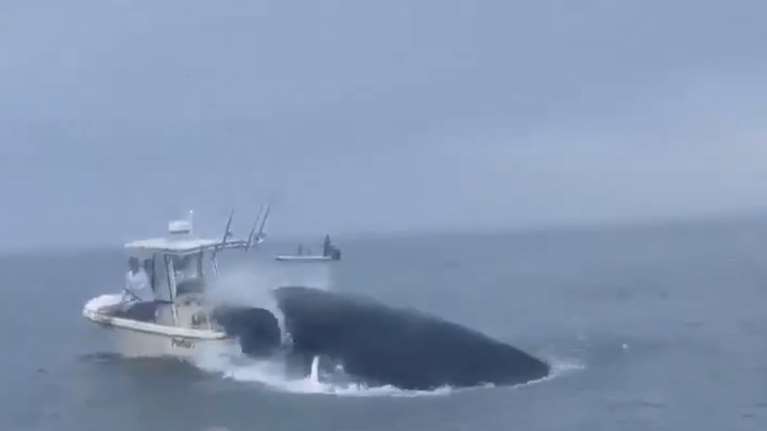 Απίστευτο βίντεο με φάλαινα που έπεσε πάνω σε βάρκα και εκτόξευσε στον αέρα τους ψαράδες