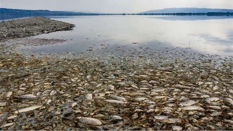 Η οικολογική καταστροφή στη λίμνη Κορώνεια-Χιλιάδες νεκρά ψάρια